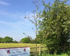 IMG_2697 Tree planted at cricket ground for diamond jubilee in 2012