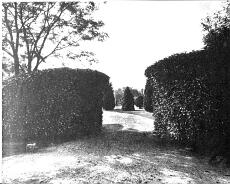 Topiary